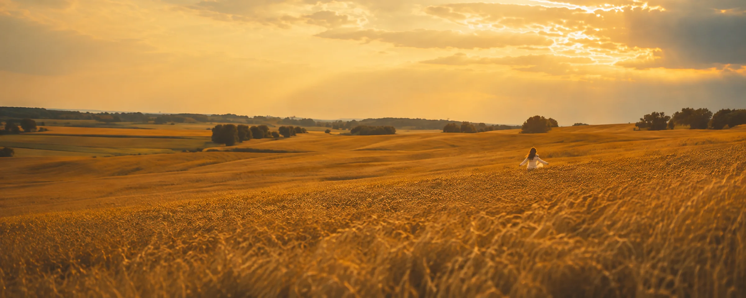 A field of wheat at golden hour