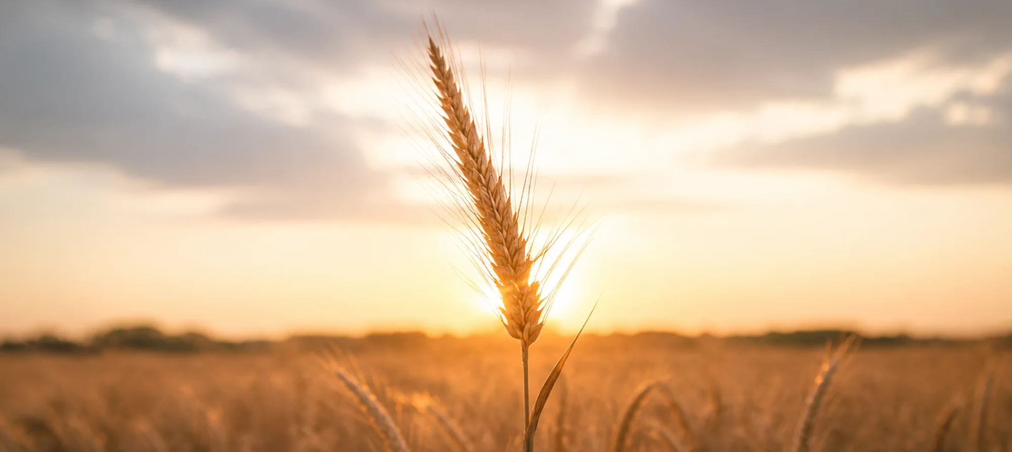 A single ear of wheat backlit by the sun